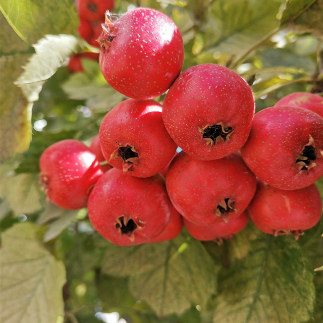 Hawthorn Fruit Extract Hawthorn Flavone/ Hawthorn Flavonoids10%-40%