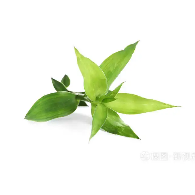 Bamboo Leaf Extract Powder Bamboo Leaf Flavonoid 24%